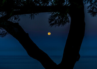 Silhouette of a tree framing a bright full moon over the ocean at dusk © EJ