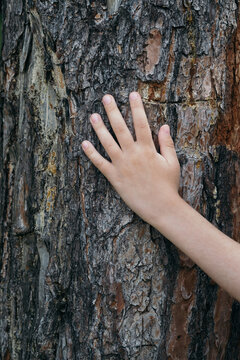 Child hand touching rough tree bark texture in forest