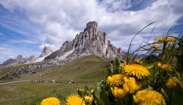 Dolomites peak above alpine meadow with yellow wildflower