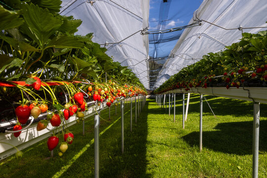 Thriving strawberry plants in modern cultivation system