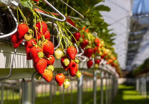 Strawberry plants growing under summer sun in plantation