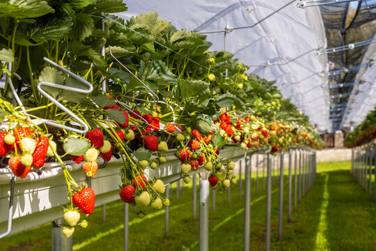 Vibrant summer scene of ripe strawberries in cultivation