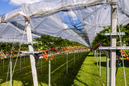 Strawberry plantation beneath summer netting