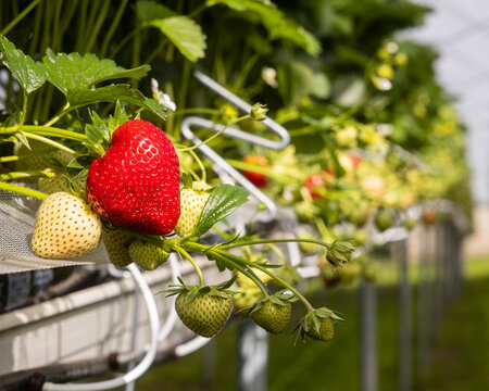 Fresh strawberry in summer plantation
