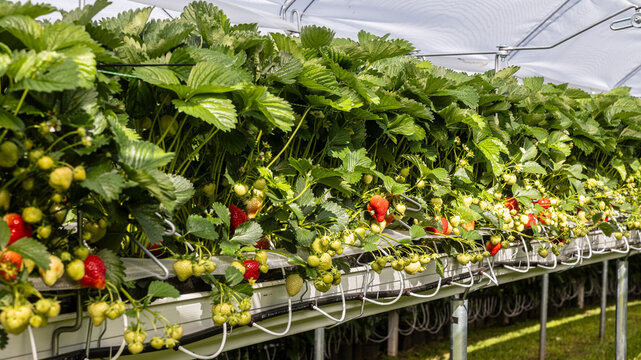 Strawberry plants thriving under cultivation system