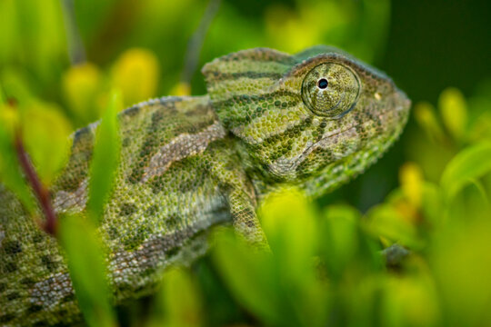 Mediterranean chameleon amidst green foliage