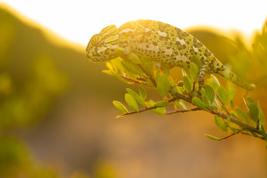 Mediterranean chameleon basking on dune in Marbella