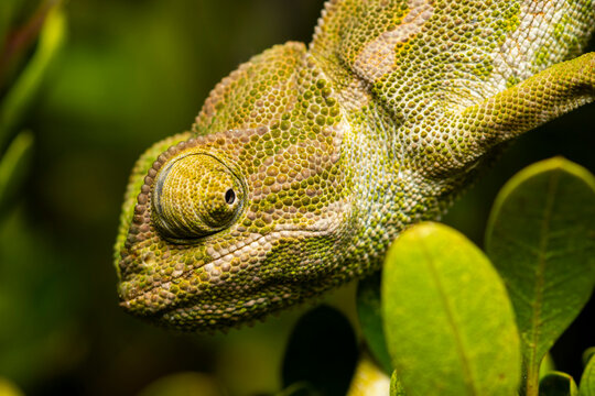 Mediterranean chameleon perched on green foliage