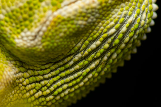 Close-up of Mediterranean chameleon skin texture
