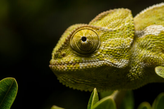 Close-up of Mediterranean chameleon among foliage