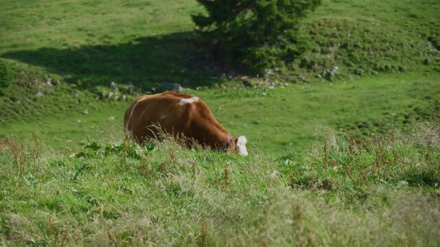 A brown alpine cow peacefully grazing on a lush mountain pasture near Rotwand surrounded by beautiful alpine scenery in the German Alps on a sunny summer day.