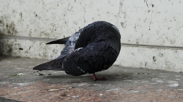 Close-up view of a dove calmly preening its feathers while resting on a city street surface. The natural bird behavior scene highlights urban wildlife, animal care, feather maintenance.