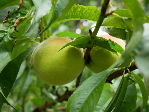 Two peaches are growing on a branch amongst green leaves. The peaches are partially visible and have a blush of red on their skin.
