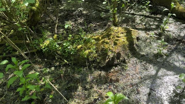 Moss covered fallen log beside shallow woodland stream
