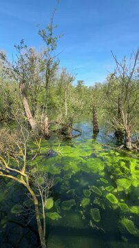 Sunlit flooded woodland with green algae and water reflections