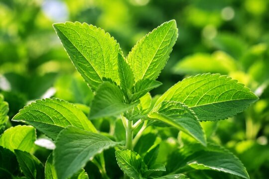 Fresh green stevia leaves in sunlight showing detailed vein patterns.