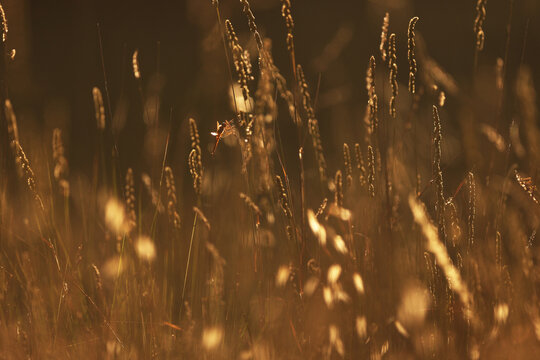 Golden meadow with magical dragonfly in soft bokeh