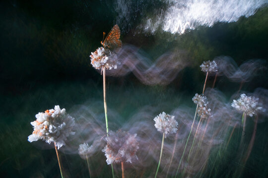 Fine art butterfly over wildflower with dreamy motion blur