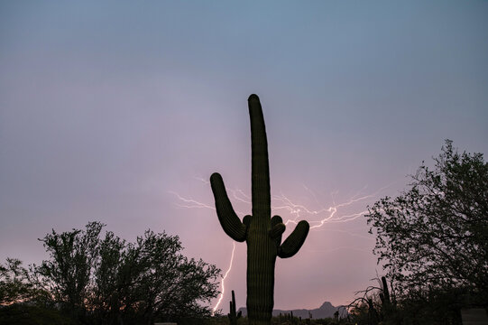 Lightning at dusk in the sonoran desert