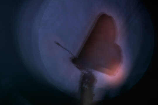 Dreamy butterfly silhouette with glowing aura fine art