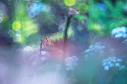 Dreamy butterfly in soft bokeh garden fine art scene