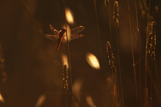 Dragonfly silhouette in golden meadow light fine art
