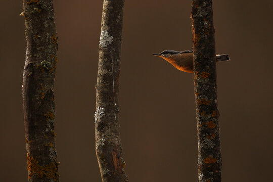 Eurasian nuthatch in magical light among forest trees