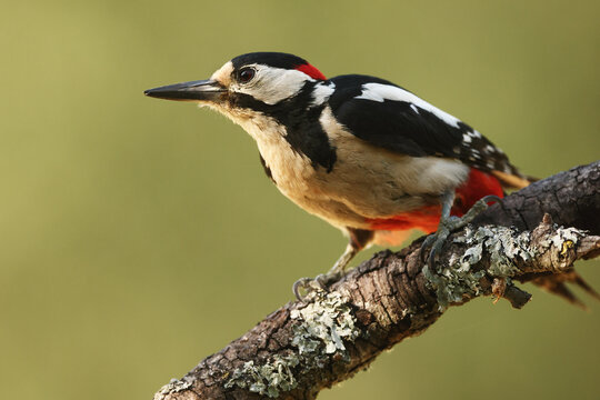 Great Spotted Woodpecker perched on branch in nature