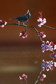 Crested Tit on blossom branch in magical sunset light