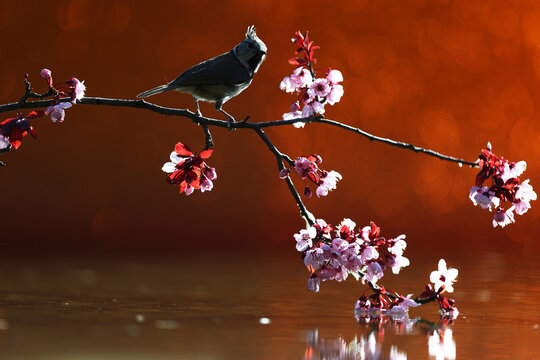 Crested Tit in magical sunset light on blossom branch