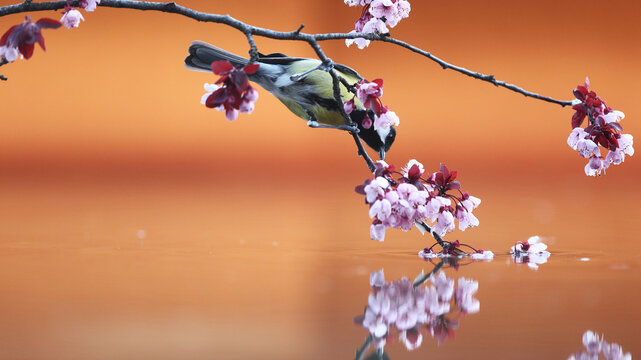 Eurasian Blue Tit in sunset forest light with blossom