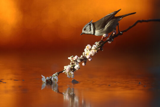 Crested Tit in magical sunset light on a forest branch