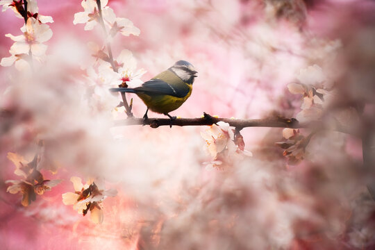 Eurasian Blue Tit in magical sunset forest bloom light