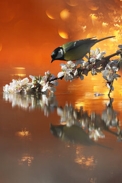 Great Tit on spring blossom with magical sunset light