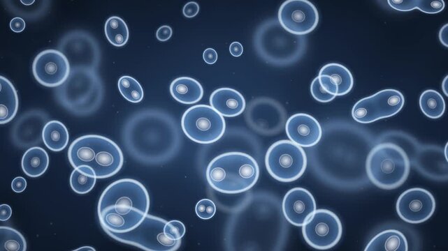 Cell Division Mitosis Microscope Biology Science Motion Background Seamless Loop in calm blue tones