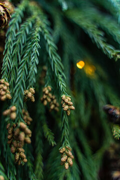 Close-up of evergreen branch with festive Christmas light bokeh