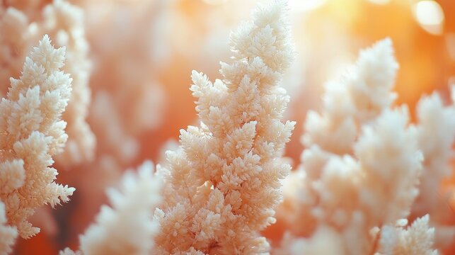 Soft focus close-up of fluffy white astilbe flower plumes with warm golden sunlight and bokeh background