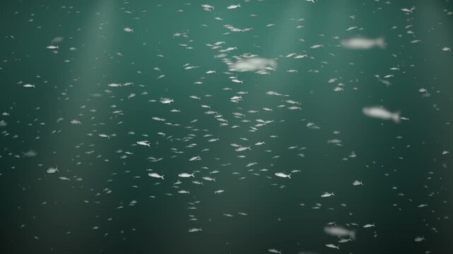 Silver Fish School Swirling Underwater in Light Rays Seamless Loop in cool emerald tones