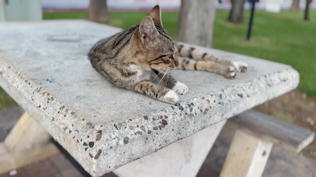 A domestic or stray tabby cat sleeping on a concrete bench in a public park. Comfortably lying, fully relaxed, with its paws curled up. Animal welfare, street cats, and lazy time.