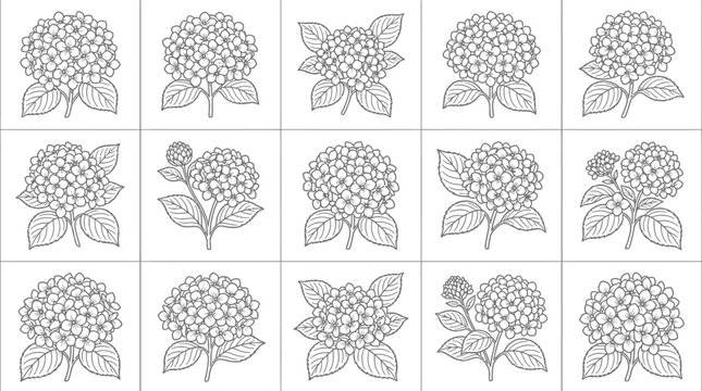Hydrangea flower drawings, black and white line art, vector set