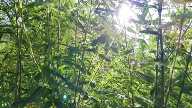 Lush mimosa pudica in a wide landscape meadow, sensitive plant or touch-me-not or shame plant blooming with green bokeh background and beautiful sunlight, natural botanical wallpaper concept