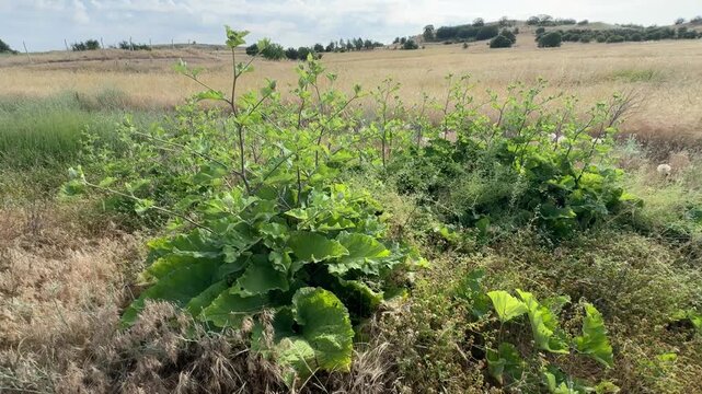 Arctium lappa, commonly known as greater burdock, showcasing large basal green leaves and branching stems standing out in a rural field landscape.