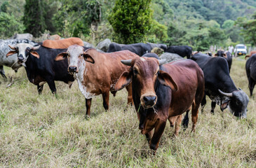 Fototapeta premium Rebaño de vacas pastando en pradera rural, ganado bovino en paisaje natural de montaña