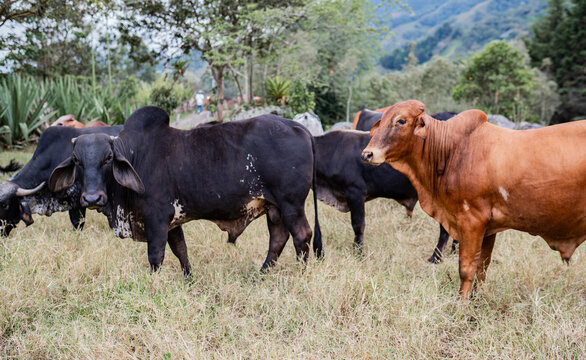 Ganado bovino en pastizal rural con paisaje monta&ntilde;oso, vacas pastando en finca ganadera
