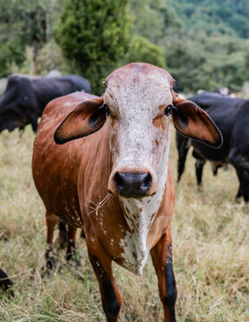 Retrato de vaca en pradera rural, ganado bovino en finca con fondo natural desenfocado
