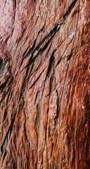 Textura de corteza de árbol marrón en primer plano con patrón natural de madera envejecida © Manuela