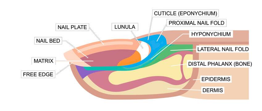 Human Nail Anatomy Diagram