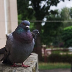 Pigeon © Olivier
