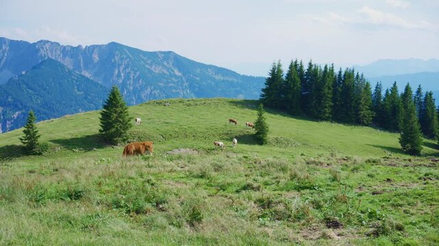 Scenic landscape in the Austrian Pre-Alps featuring alpine cows grazing on lush green mountain meadows with breathtaking alpine scenery on a sunny summer day.