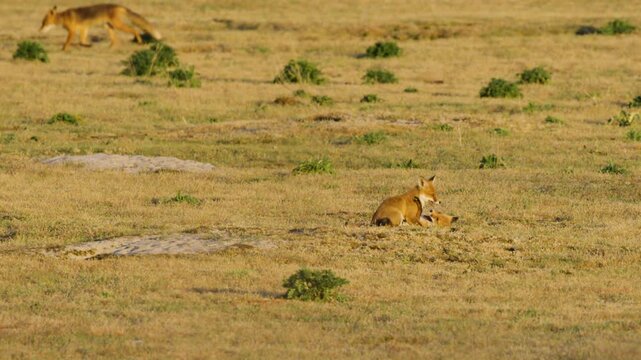 Curious Fox in coastal dunes, shallow focus, cinematic wildlife footage